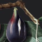 Pema e fikut - Metafora e zgjedhjes