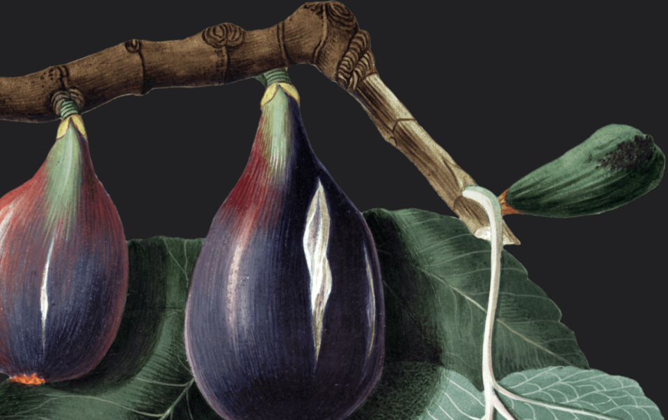 Pema e Fikut - Metaforë që na ndjek gjithë jetën